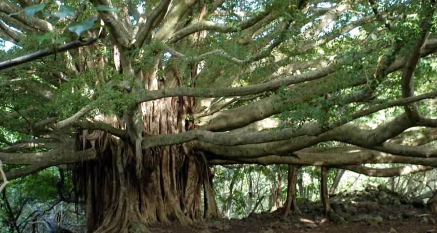 Maui: Hana Hiking Tour with Lunch - Hiking 4.5 miles through Maui National Park
