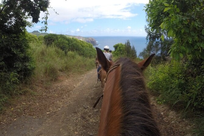 Maui Horseback Adventure at Circle M Ranch With Real Cowboys - Climbing back through Maui country