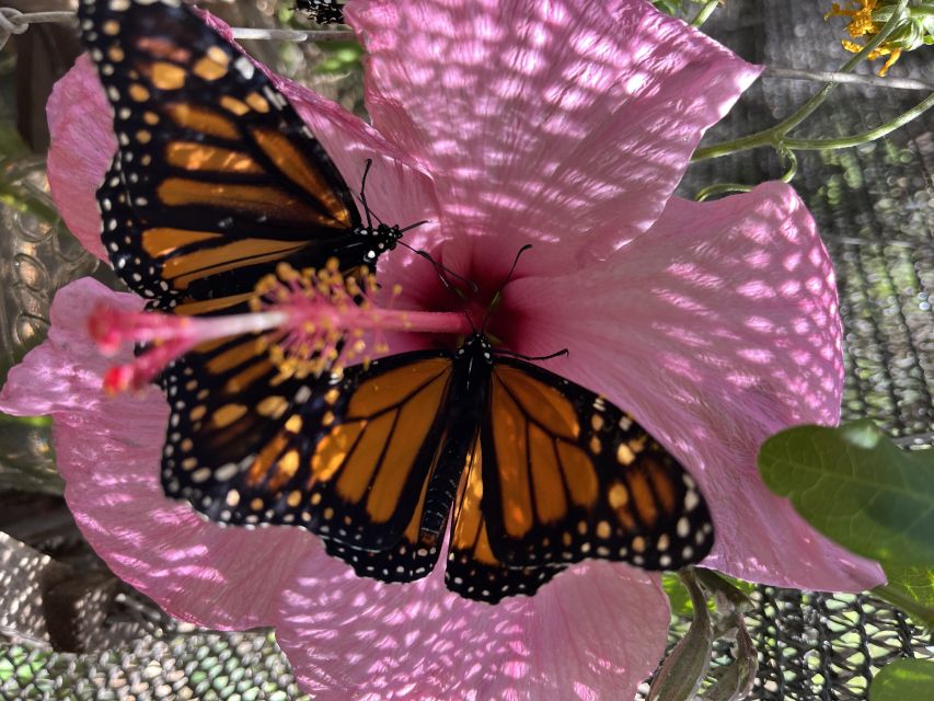 Maui: Interactive Butterfly Farm Entrance Ticket - How it compares with a standard animal attraction