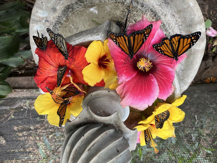 Maui: Interactive Butterfly Farm Entrance Ticket - Holding butterflies and meeting other insects
