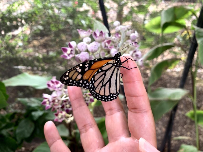 Maui: Interactive Butterfly Farm Entrance Ticket - Why the small group matters