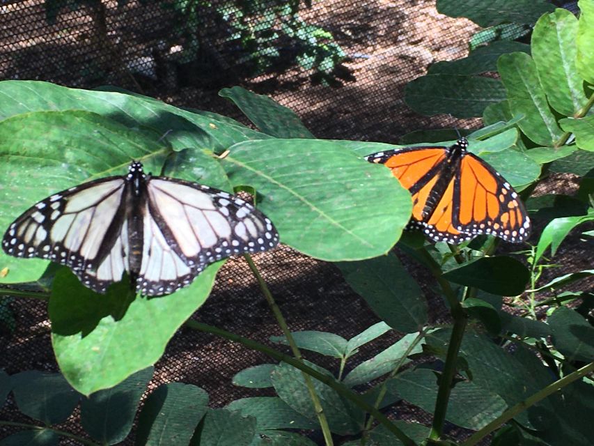 Maui: Interactive Butterfly Farm Entrance Ticket - The conservation message adds value