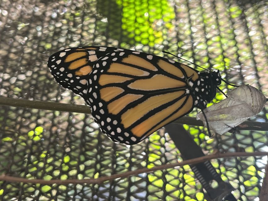 Maui: Interactive Butterfly Farm Entrance Ticket - What the 45-minute visit feels like