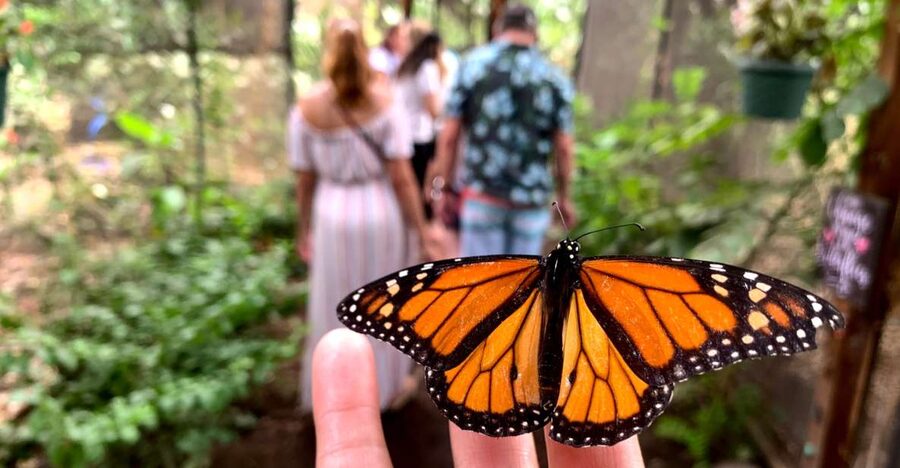 Maui: Interactive Butterfly Farm Entrance Ticket - A guided look at the butterfly life cycle