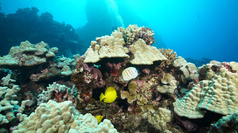 Maui: Intro to Scuba Diving from Shore - Lahaina - Key points for your first Lahaina scuba session