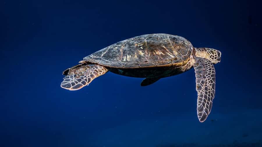 Maui: Intro to Scuba Diving from Shore - Lahaina - What your $160 buys in Lahaina