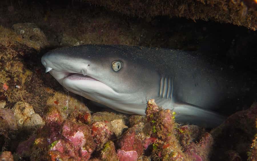 Maui: Intro to Scuba Diving from Shore - Lahaina - The 75-minute underwater session
