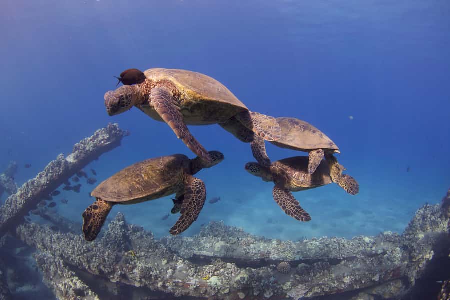 Maui: Intro to Scuba Diving from Shore - Lahaina - Who should book this activity