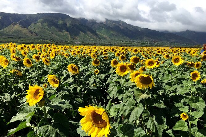 Maui Island Private Day Tour - Alii Kula Lavender for flowers and island views
