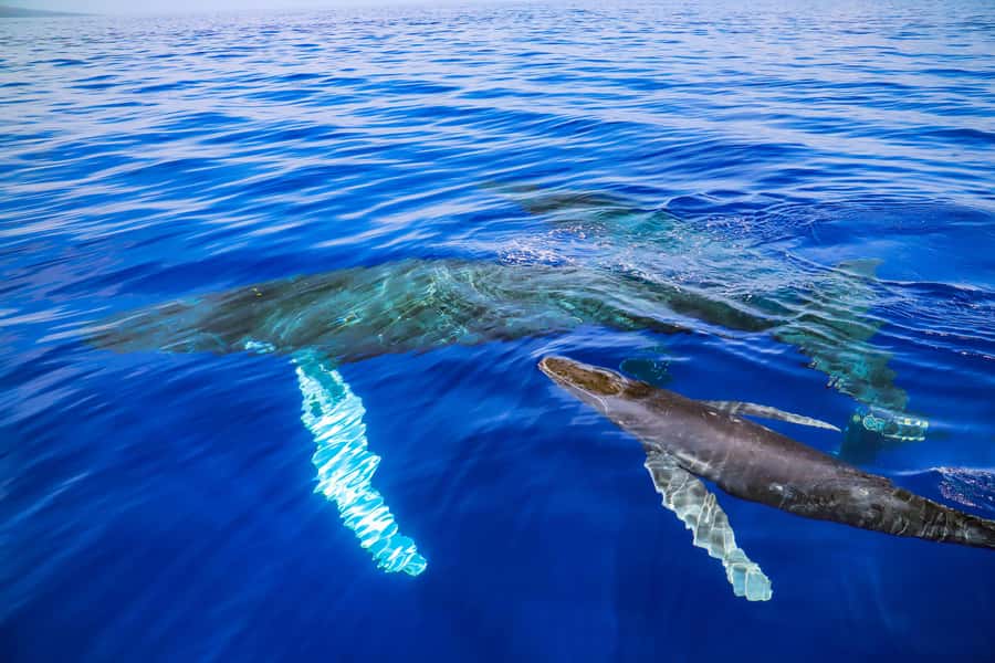 Maui: Ka'anapali Discount Whale Watch - Beach Loading Vessel - A Two-Hour Catamaran Whale Watch