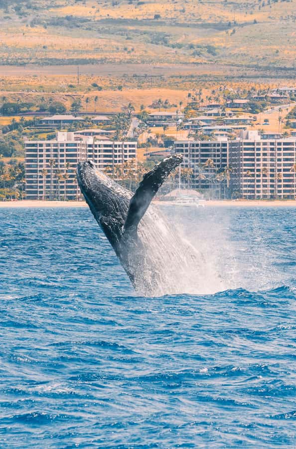 Maui: Ka'anapali Discount Whale Watch - Beach Loading Vessel - Who Will Enjoy This Tour Most