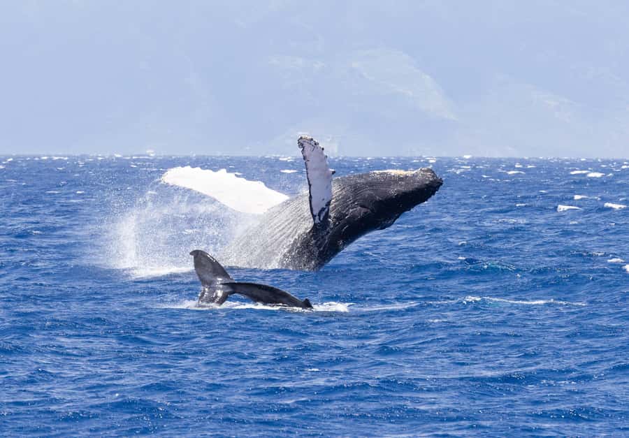 Maui: Ka'anapali Whale Watching Cruise on Luxury Sailboat - Key points at a glance