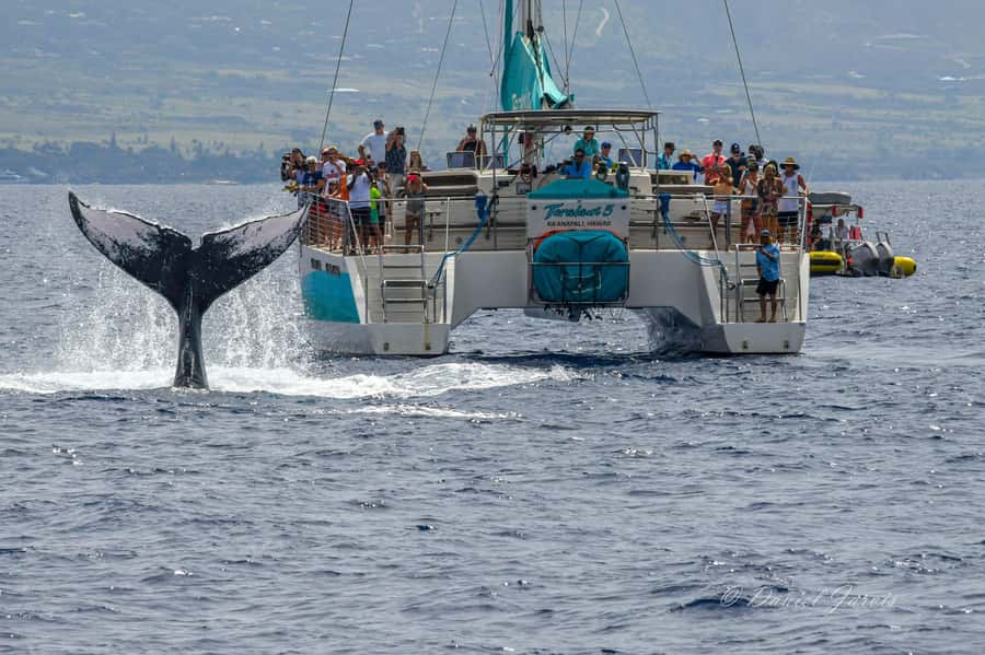 Maui: Ka'anapali Whale Watching Cruise on Luxury Sailboat - The hydrophone adds more than another photo opportunity