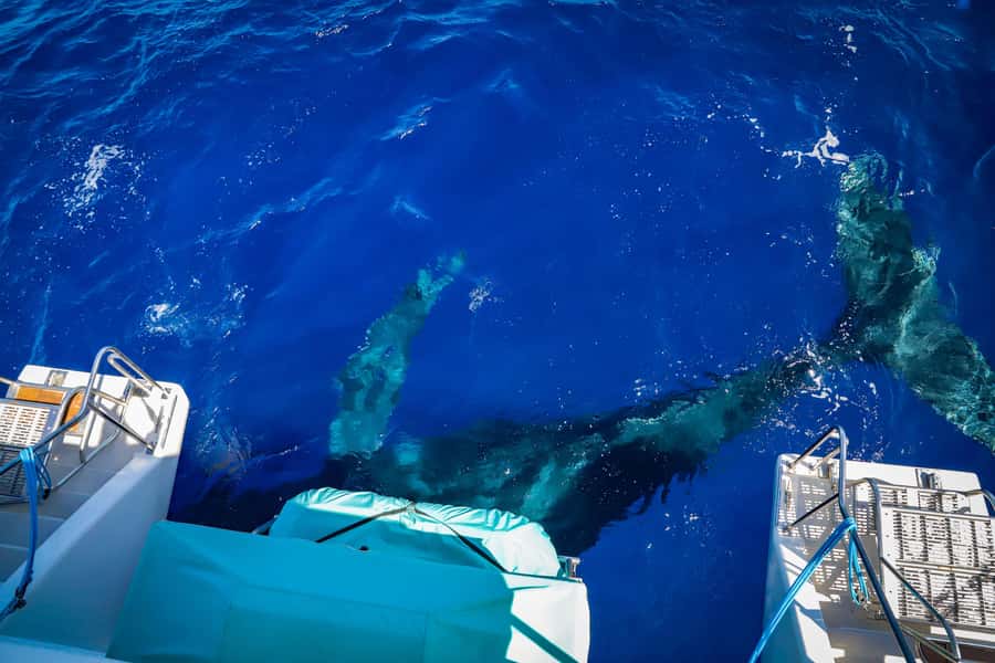 Maui: Ka'anapali Whale Watching Cruise on Luxury Sailboat - What the two-hour route feels like