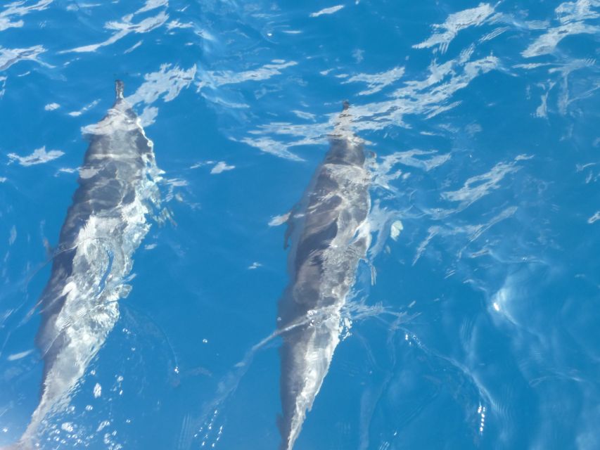 Maui: Kaanapali Beach 4-hour Snorkel w/ BBQ Lunch & Open Bar - Coffee, Fruit, and the First Coastline Views