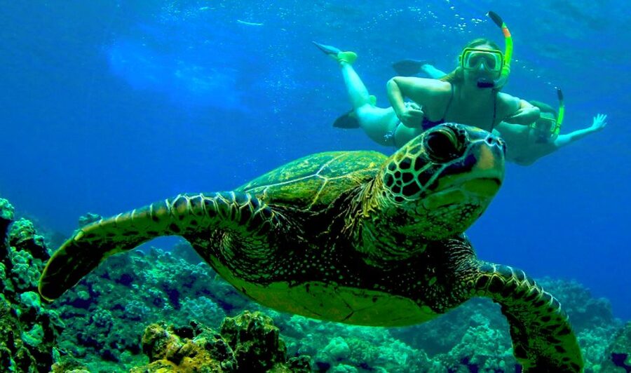 Maui: Kaanapali Beach 5-hr Snorkel w/ BBQ Lunch & Open Bar - Key points to know before you book