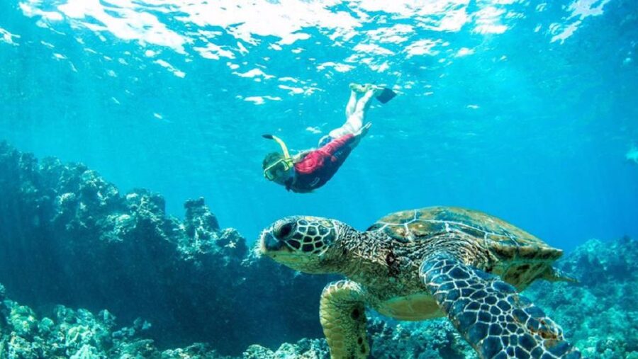Maui: Kaanapali Beach 5-hr Snorkel w/ BBQ Lunch & Open Bar - Leaving Ka’anapali with coffee and island fruit