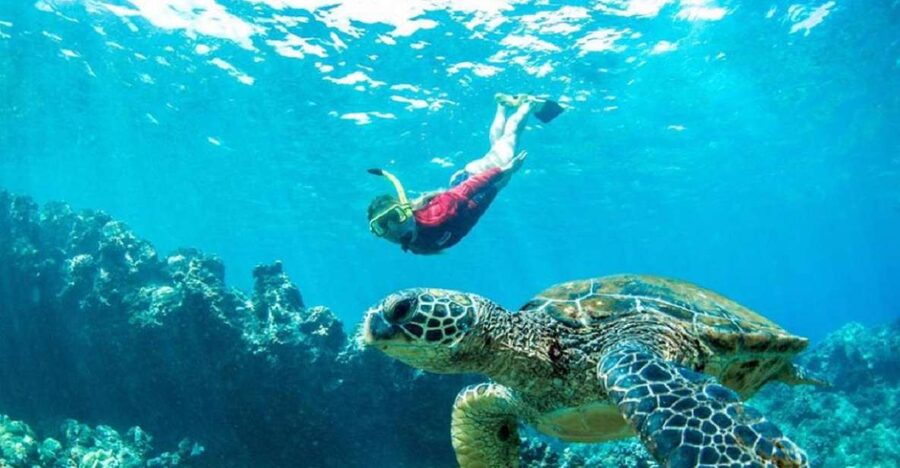 Maui: Kaanapali Beach 5-hr Snorkel w/ BBQ Lunch & Open Bar - Turtles, fish, dolphins, and seasonal whales