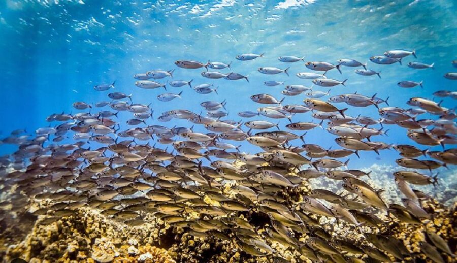 Maui: Kaanapali Beach 5-hr Snorkel w/ BBQ Lunch & Open Bar - Sailing back with a Mai Tai or a cold beer