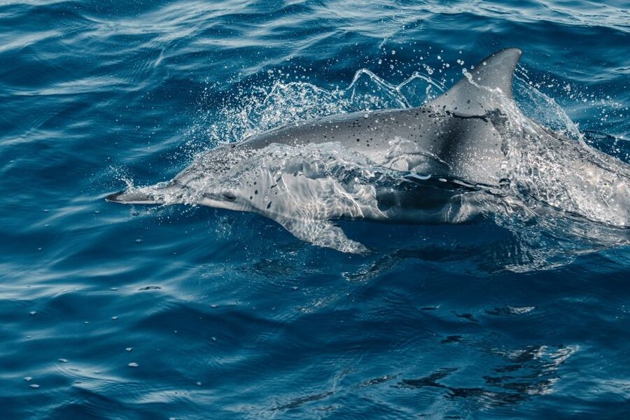 Maui: Kaanapali Dolphin Watching Boat Trip with Lunch - A beach departure with West Maui in view