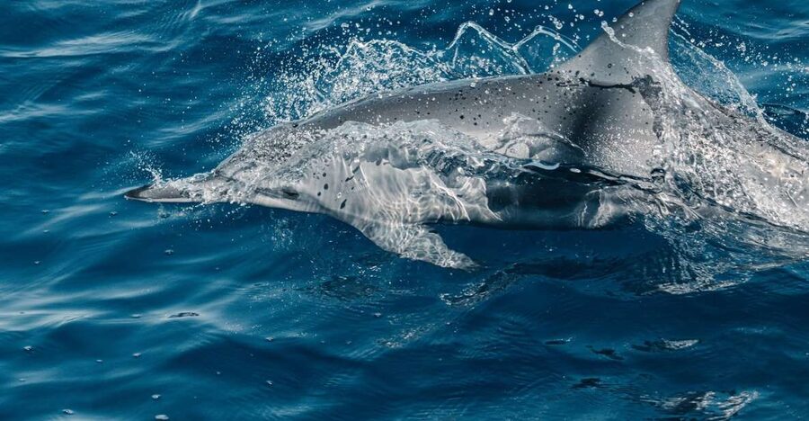 Maui: Kaanapali Dolphin Watching Boat Trip with Lunch - Dolphins are the goal, not a promise