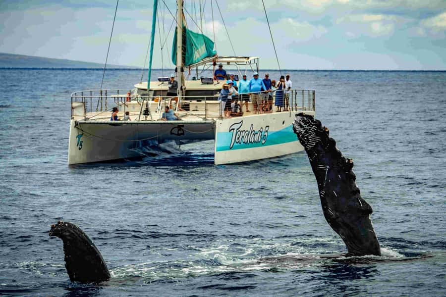 Maui: Kaanapali Whale Watching Boat with Open Bar and Food - Two and a half hours in whale country