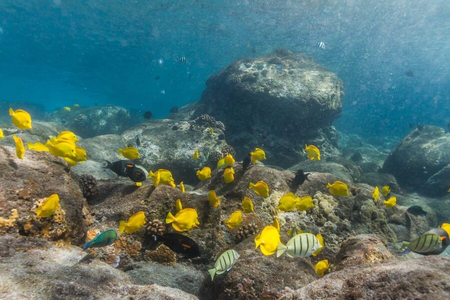 Maui: Lanai Snorkel & Dolphin Watch with Lunch - Key points to know before you book