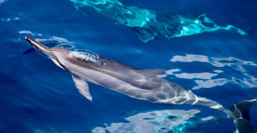 Maui: Lanai Snorkel & Dolphin Watch with Lunch - Why the Lanai crossing matters