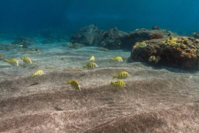 Lanai Snorkel & Dolphin Watch with Lunch