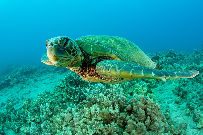 Maui Magic Adventure Snorkel: Molokini Crater and Turtle Stop - The second stop brings Maui’s turtle coast into the picture
