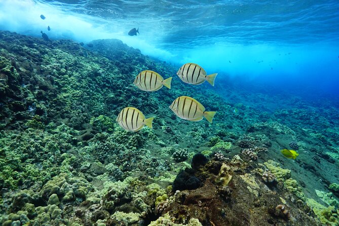Maui Magic Adventure Snorkel: Molokini Crater and Turtle Stop - Why the group size matters on the Maui Magic