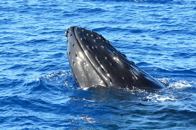 Maui Magic Adventure Snorkel: Molokini Crater and Turtle Stop - Who will get the most from this trip
