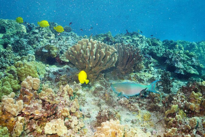 Maui Magic Adventure Snorkel: Molokini Crater and Turtle Stop - Should you book the Maui Magic?