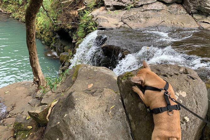 Maui Magical Waterfall and Jungle Tour: Road to Hana - A shorter, easier way to see the Road to Hana