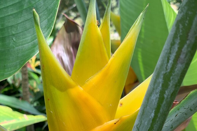 Maui Magical Waterfall and Jungle Tour: Road to Hana - Ke‘anae Point and Aunt Sandy’s banana bread