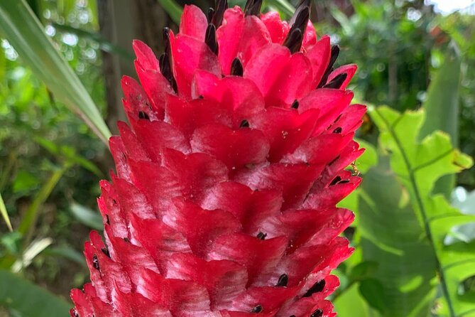 Maui Magical Waterfall and Jungle Tour: Road to Hana - What the guide adds to the ride