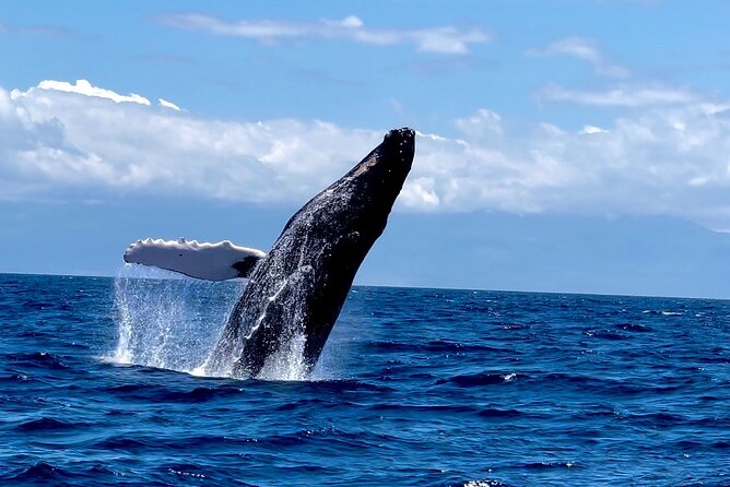 Maui Mid Day Magic Whale Watch - Key points to know before booking