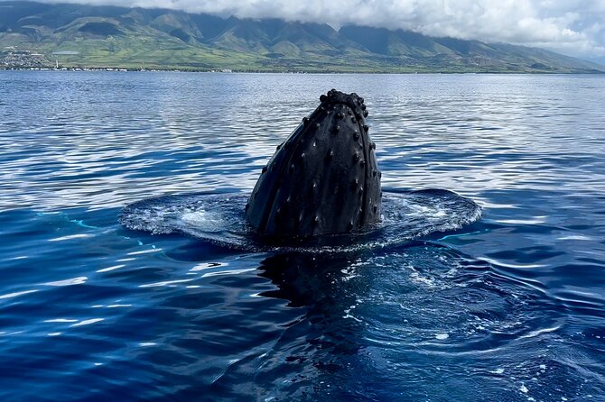 Maui Mid Day Magic Whale Watch - Watching whales in a protected breeding area