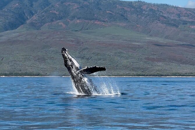 Maui Mid Day Magic Whale Watch - Midday light and the island views