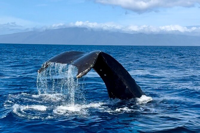 Maui Mid Day Magic Whale Watch - GoPro sticks and taking better photos