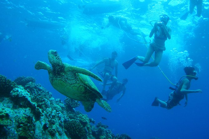 Maui: Molokini and Turtle Town Snorkeling aboard Pride of Maui - Who will enjoy this trip most