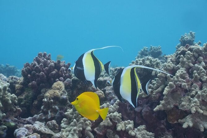 Maui: Molokini and Turtles Luxury Yacht Snorkel - Turtle Town is often the calmer second stop