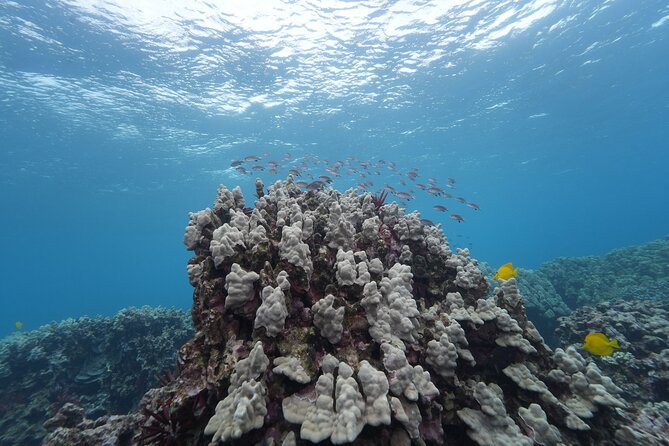 Maui: Molokini and Turtles Luxury Yacht Snorkel - Breakfast is light, lunch is the real meal