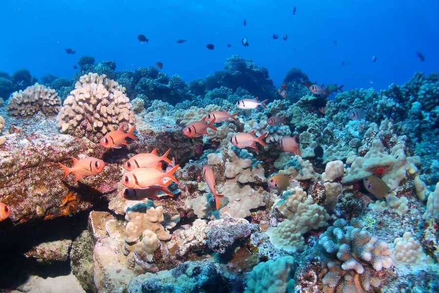 Maui: Molokini Snorkel and Performance Sail with Lunch - Why the sailing matters as much as Molokini