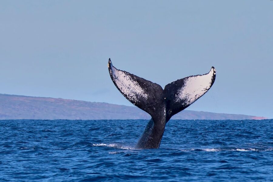 Maui: Molokini Snorkel and Performance Sail with Lunch - Whale season, dolphins, and the return sail