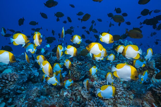 Maui: Molokini & Turtle Town Snorkel & Waterslide Adventure - Breakfast starts early, and lunch is more than an afterthought