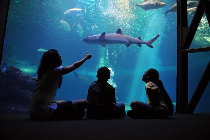 Maui Ocean Center All Day Admission Ticket - Key things to know before you go