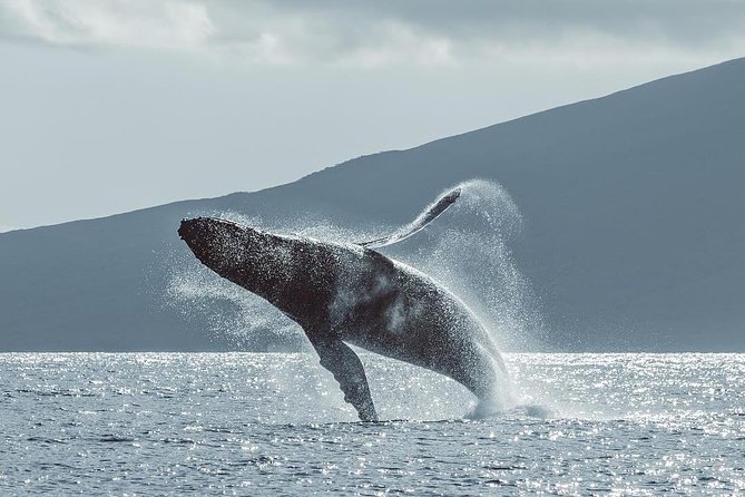 Maui: Original Sunset Cruise with Open Bar from Ka’anapali Beach - Winter whales and possible dolphins