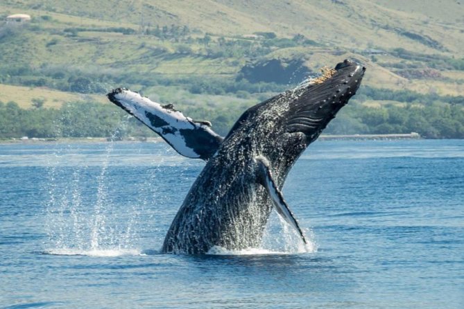 Maui: Original Sunset Cruise with Open Bar from Ka’anapali Beach - Is the $127.31 price a good value?