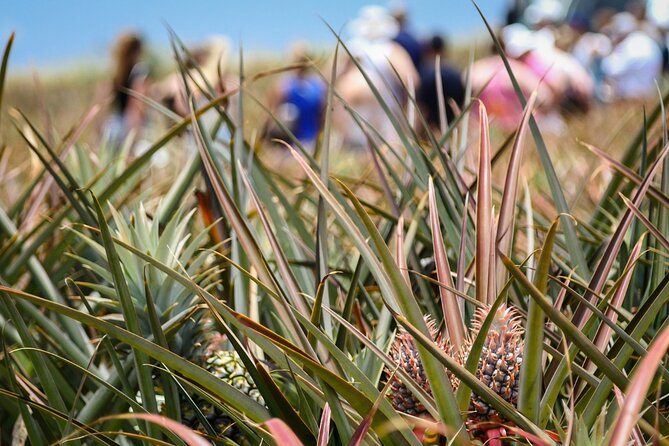 Maui Pineapple Farm Tour in Haliimaile - Tasting the pineapple at several stages